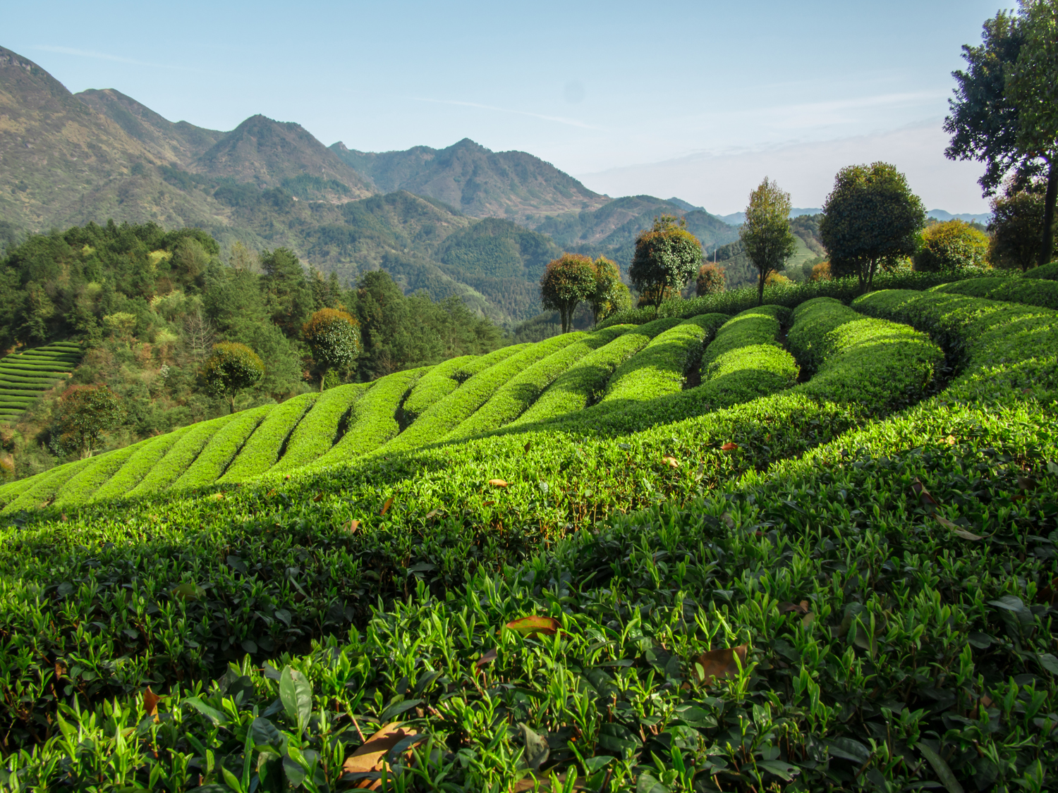 Darjeeling Pussimbing BIO